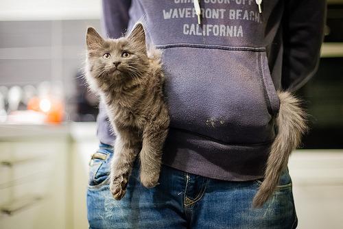 Cat bsn