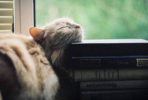 Cat bsp