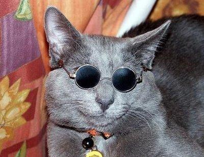 Cat bt