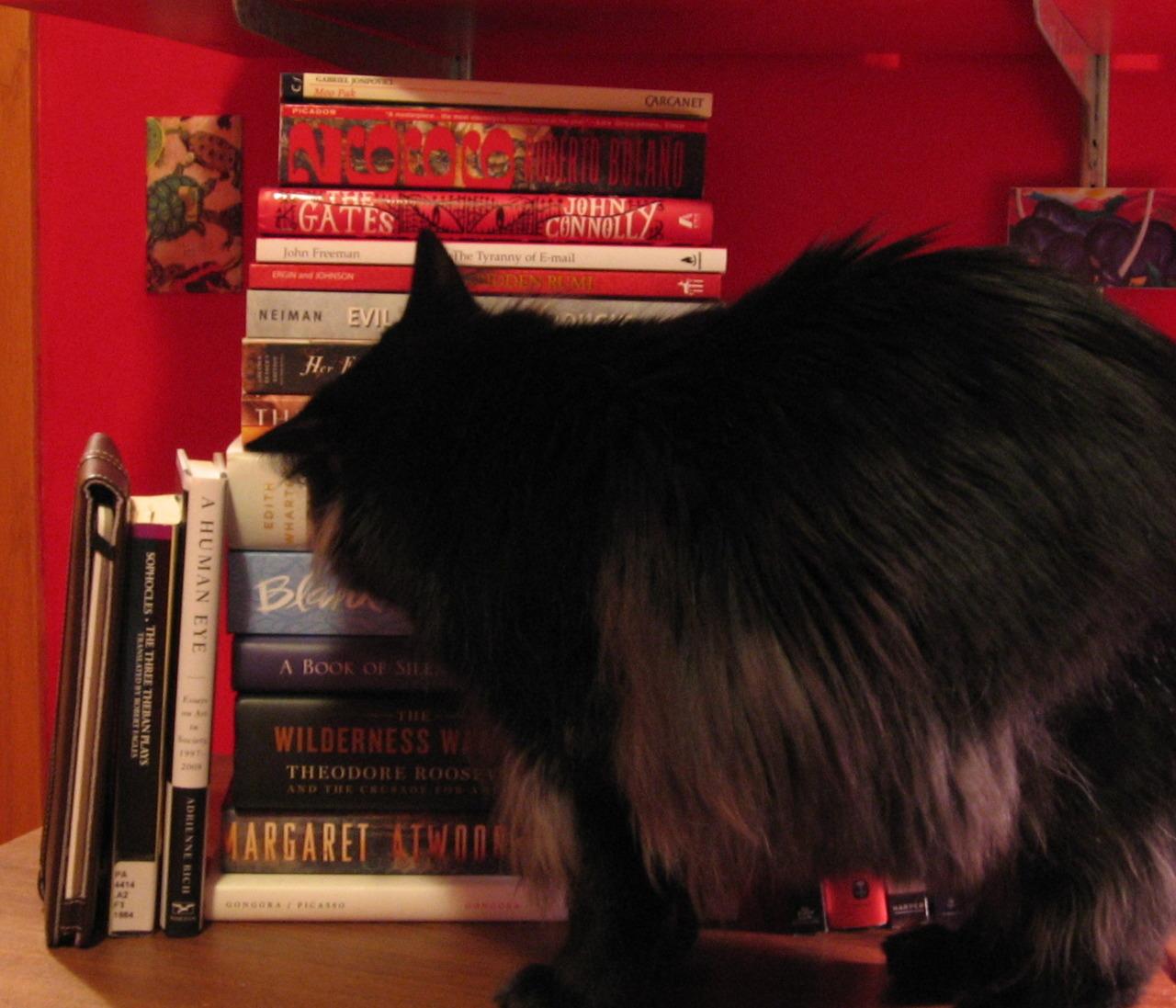 Cat bt0