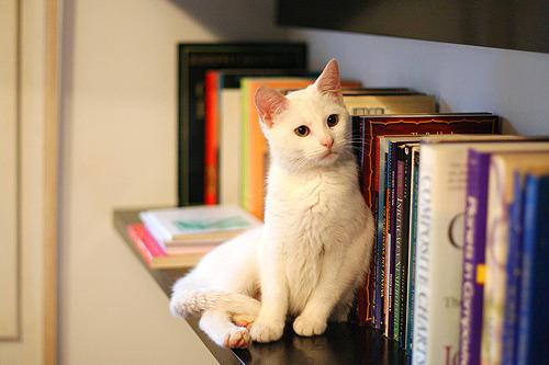 Cat bt3