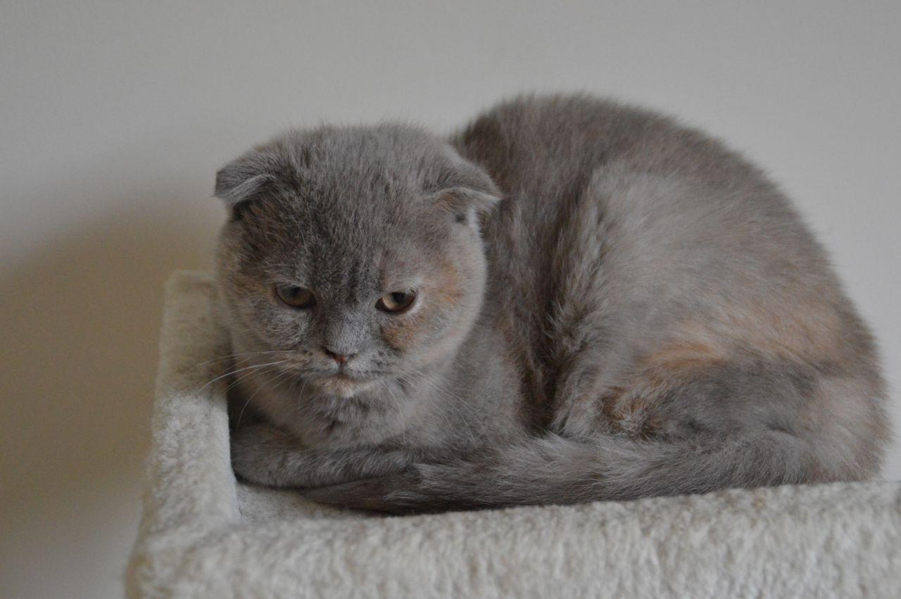 Cat btNeFAWNP