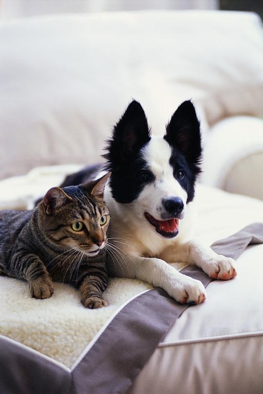 Cat btc