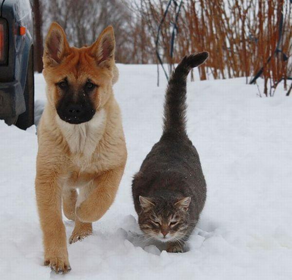 Cat btj