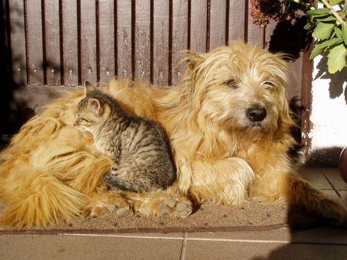 Cat btl