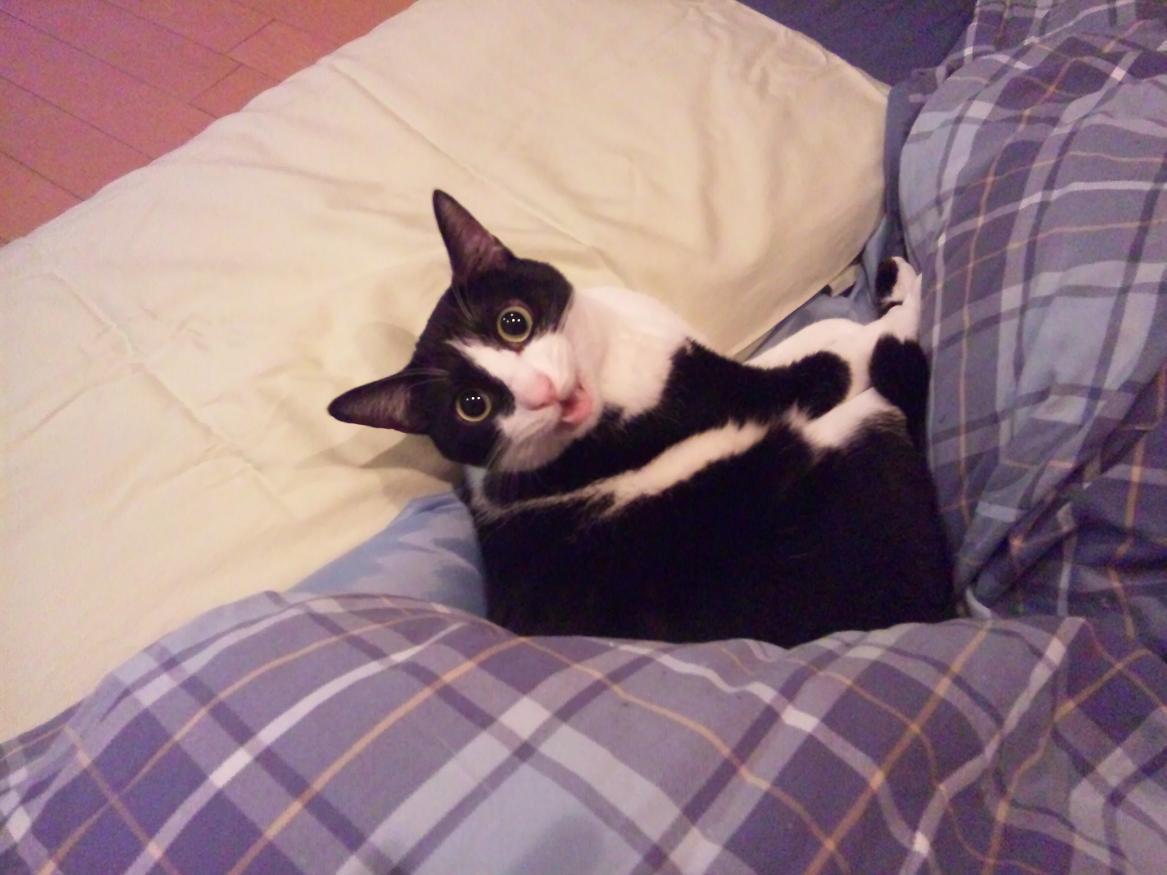 Cat btn