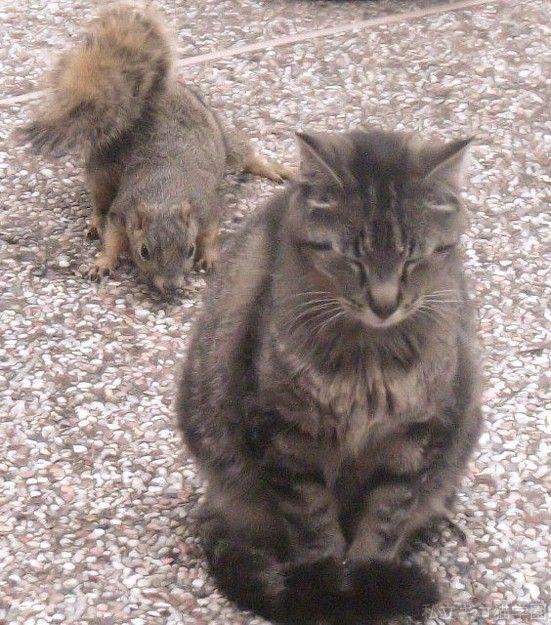 Cat btr