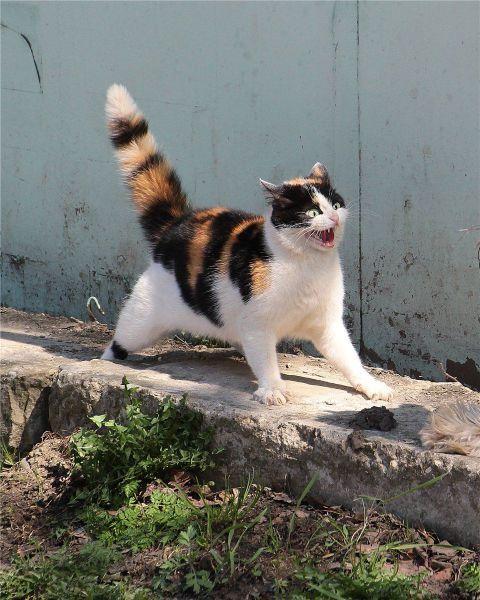 Cat btu