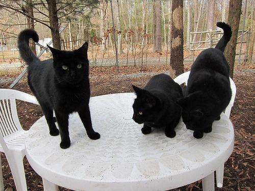 Cat bu2