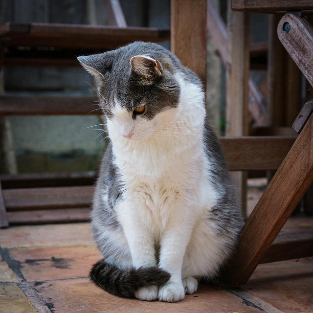 Cat bu3