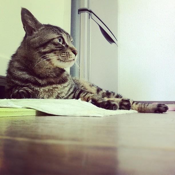 Cat buf