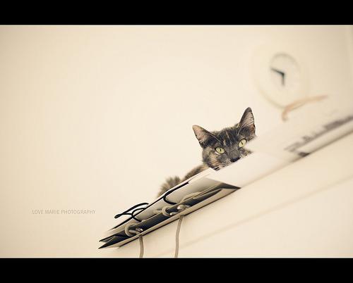 Cat bug