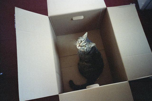 Cat bul