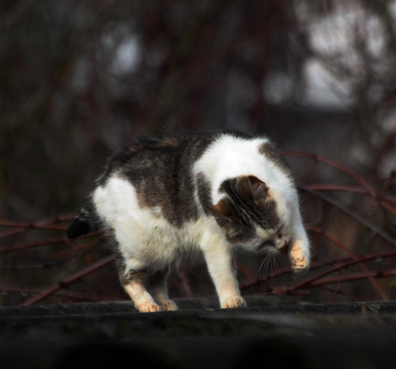 Cat bur