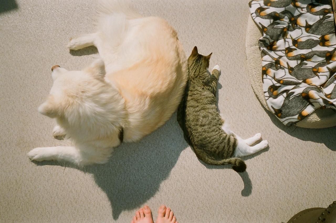 Cat buu