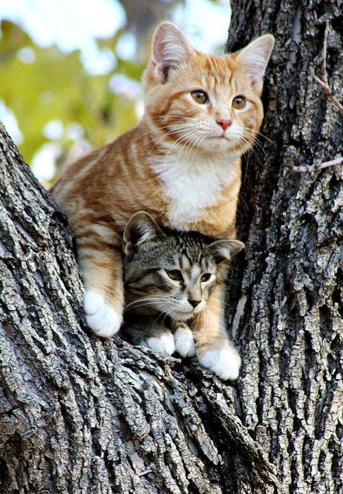 Cat buv
