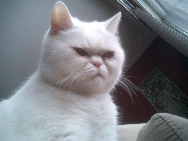 Cat bvf