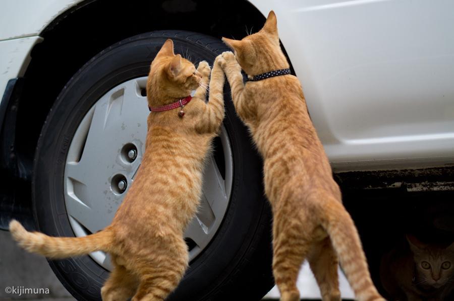 Cat bvj