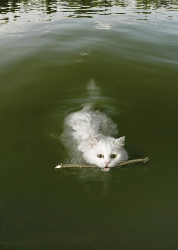 Cat bvn