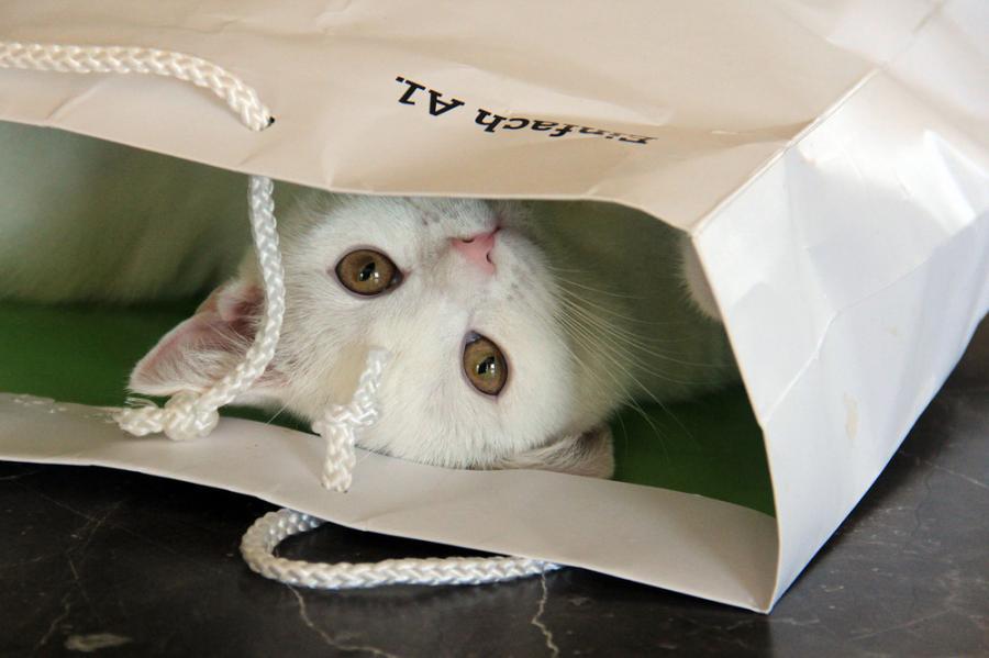 Cat bvo