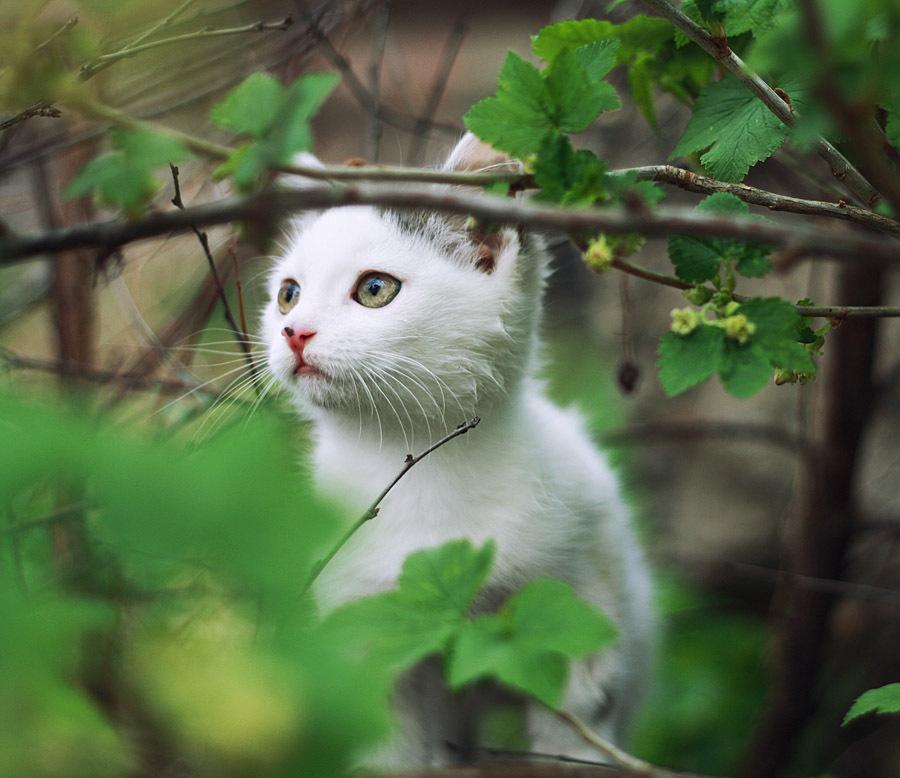 Cat bvp
