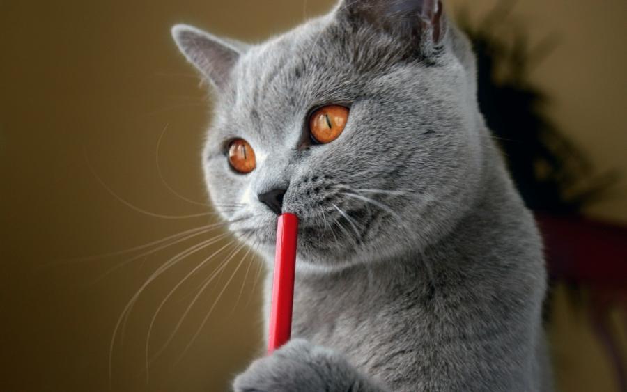 Cat bvr