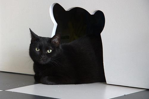 Cat bvu