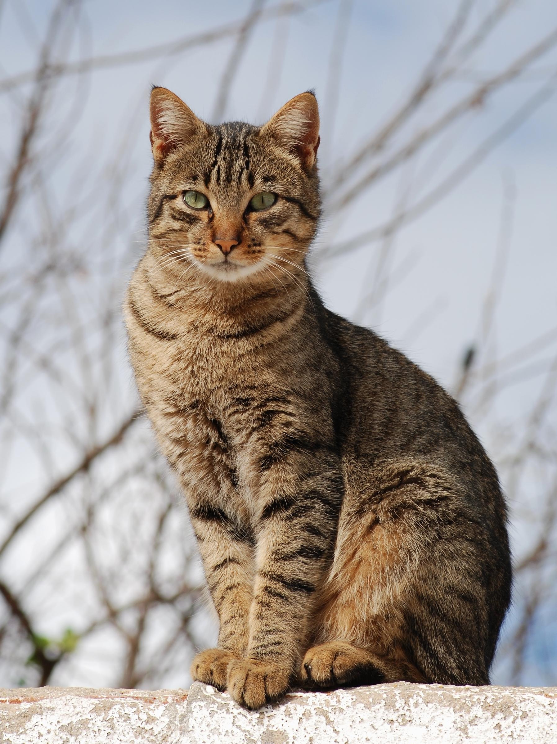 Cat byQhFO7iV