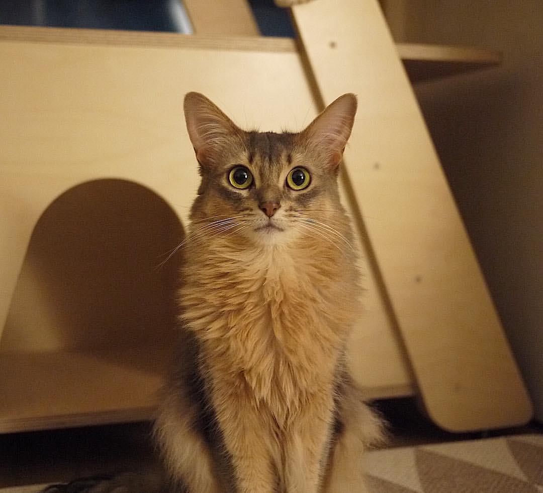 Cat bzTBNgVLM