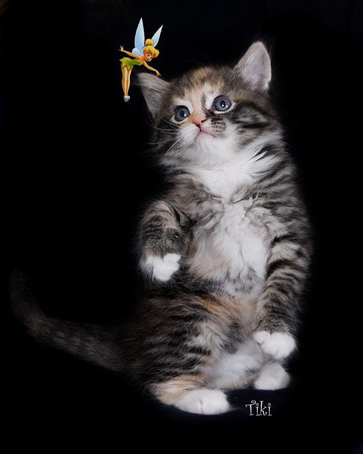 Cat c01