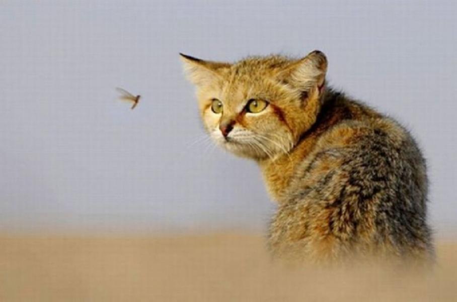 Cat c07