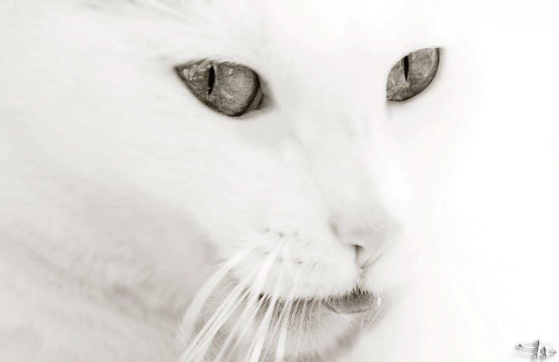Cat c09