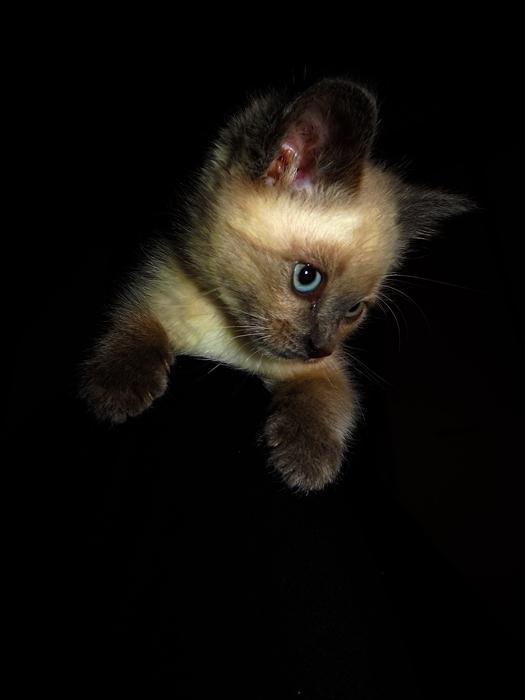 Cat c0b