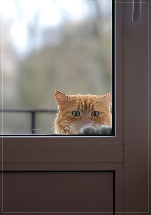 Cat c0d