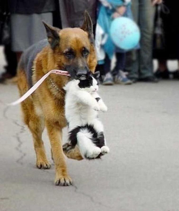 Cat c0p