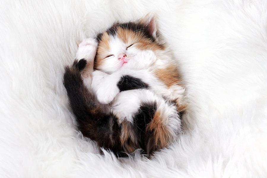Cat c0r