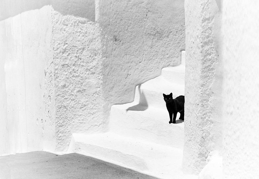 Cat c0s