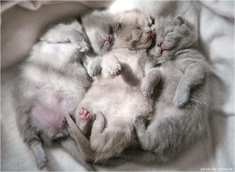 Cat c0t