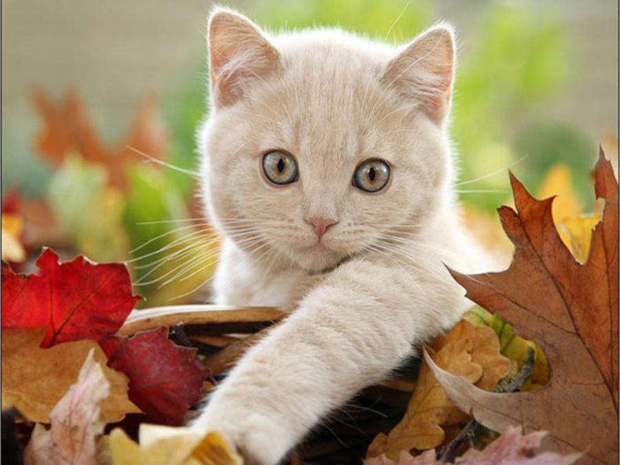 Cat c0u