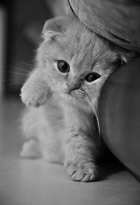 Cat c0v