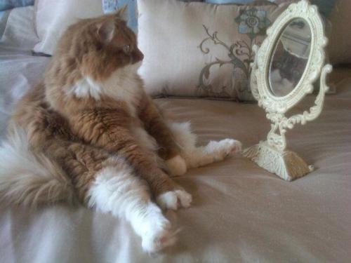 Cat c18