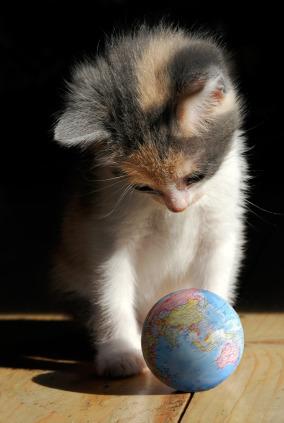 Cat c19