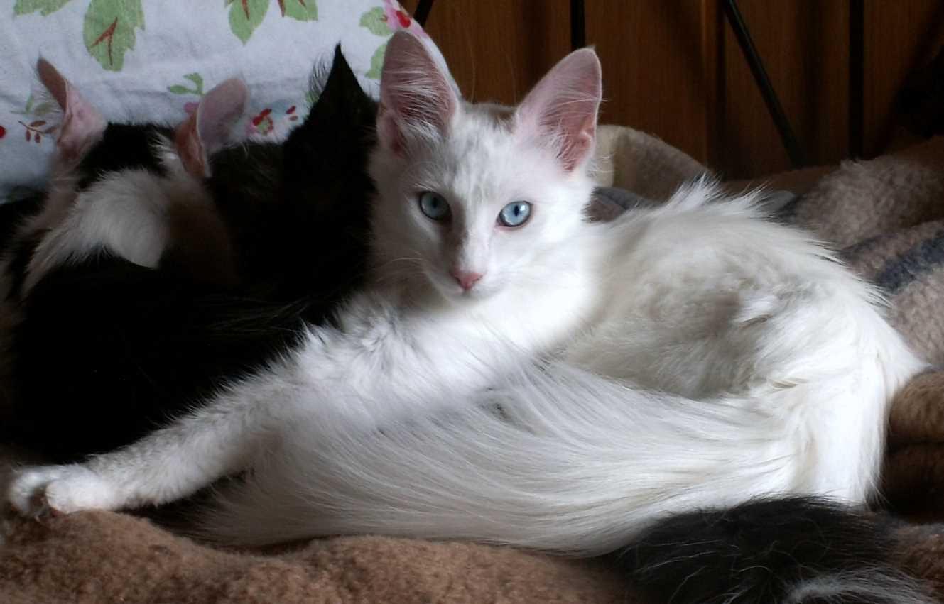 Cat c1OwKLEdL