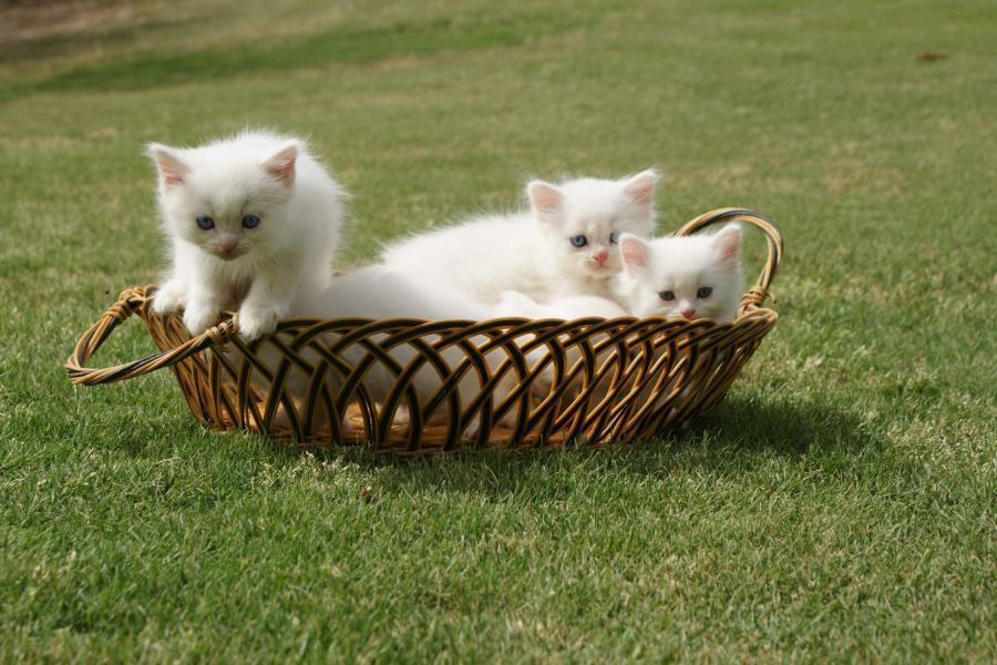 Cat c1b