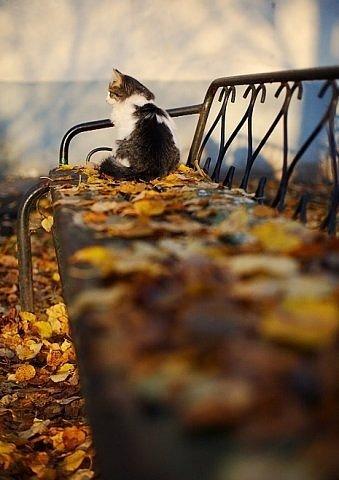 Cat c1h