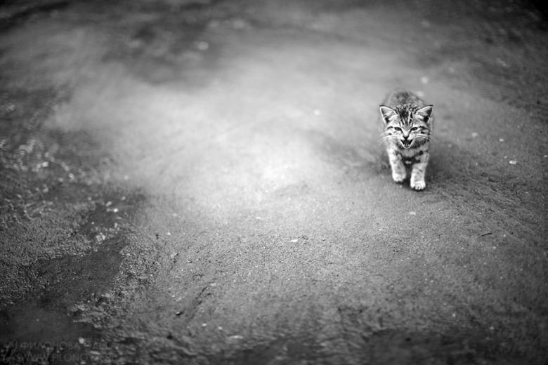 Cat c1k