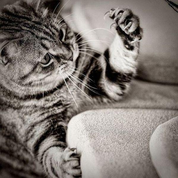 Cat c1s