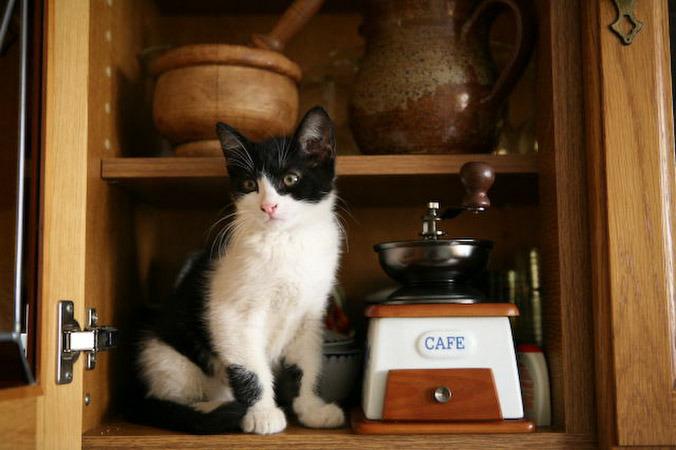 Cat c1t