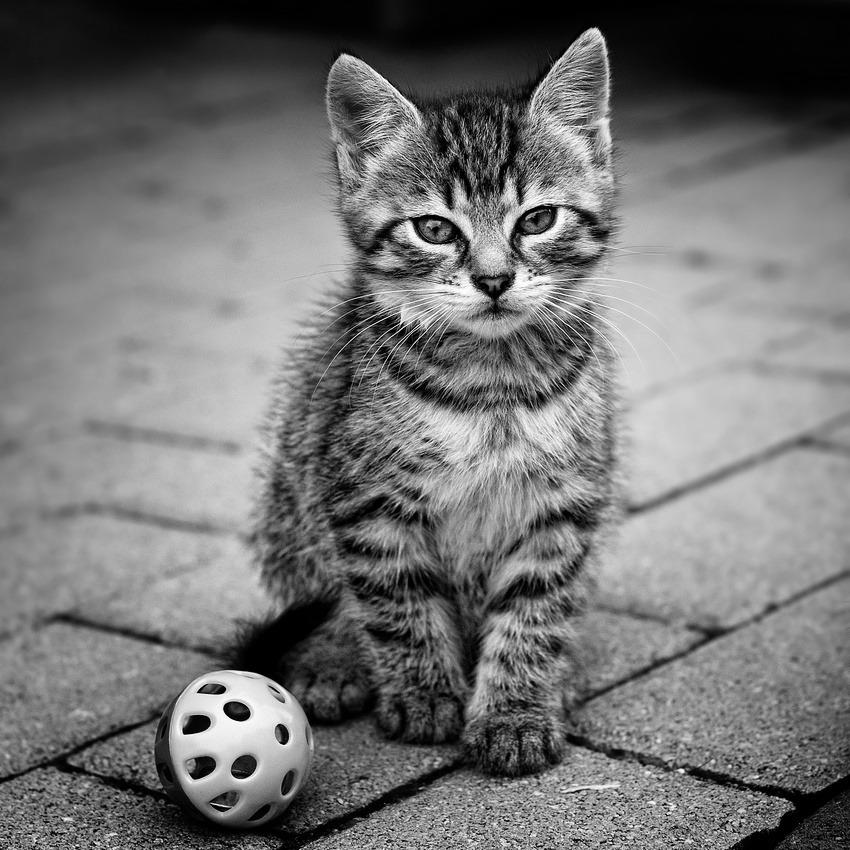 Cat c24
