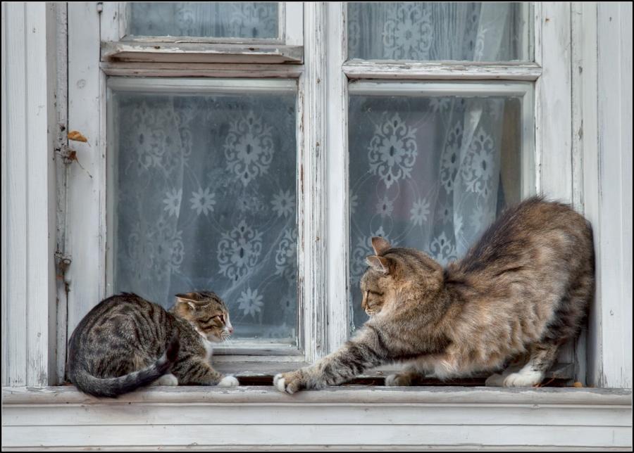Cat c2f